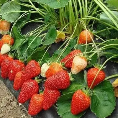 Клубника РОКСАНА в Светлогорске