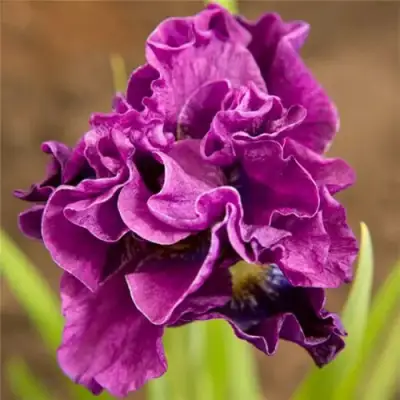 Ирис БАНДЛ ОВ ДЖОЙ сибирский в Светлогорске