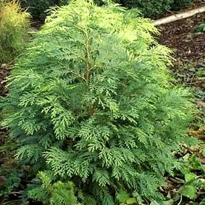 Кипарисовик САНКИСТ лавсона в Светлогорске