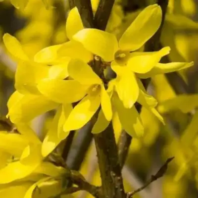 Форзиция ТАРАНДТ промежуточная в Светлогорске