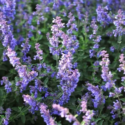 Котовник СИКС ХИЛЛС ГИАНТ в Светлогорске