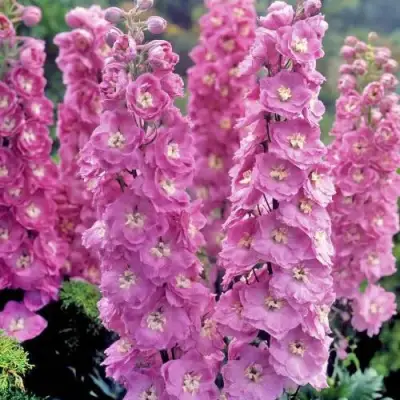 Дельфиниум ДЕЛЬФИС ПИНК ПАУЭ высокий в Светлогорске