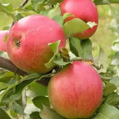 Яблоня АУКСИС в Светлогорске