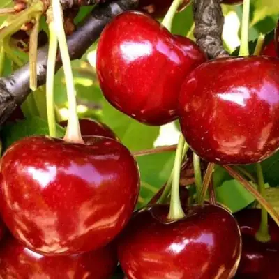 Черешня МИНЧАНКА в Светлогорске