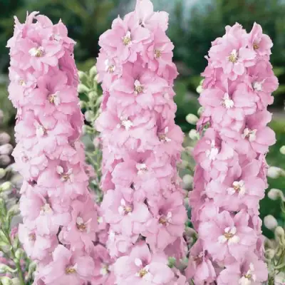 Дельфиниум ПЕТТИКОУТ гибридный в Светлогорске