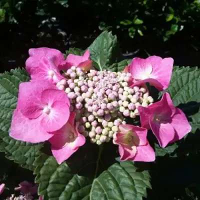 Гортензия БЛАУМАЙС (БЛАУМАЙЗЕ) крупнолистная в Светлогорске