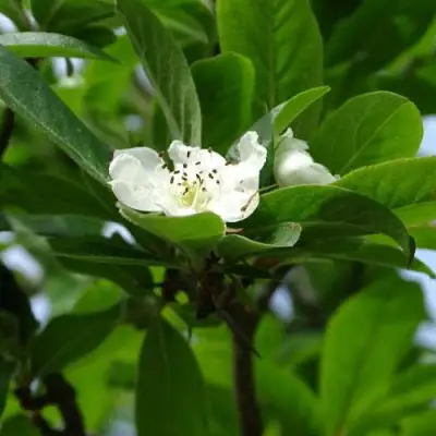 МУШМУЛА  в Светлогорске