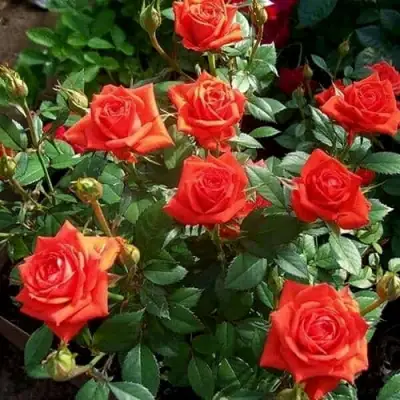 Роза ОРАНЖ ДЖЕВЕЛ миниатюрная в Светлогорске