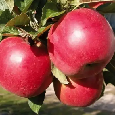 Яблоня РУБИН в Светлогорске
