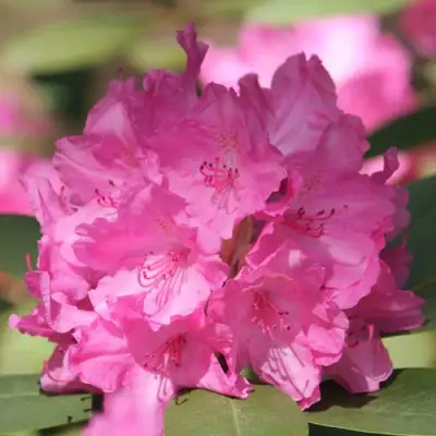 Рододендрон ЛУМИНА в Светлогорске