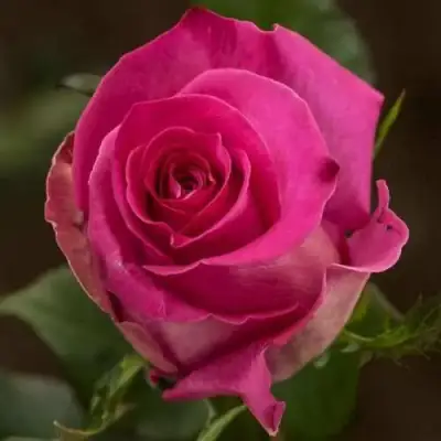 саженцы розы Топаз