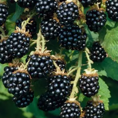 Ежевика БЛЭК САТИН бесшипная  в Светлогорске