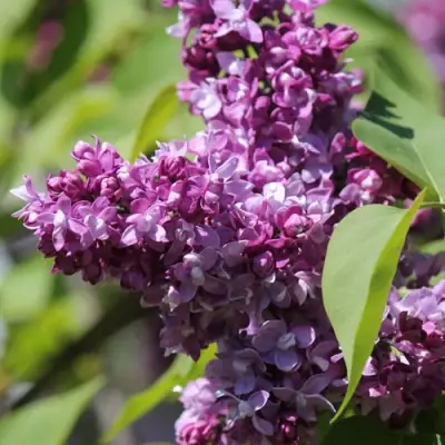 Сирень ИЗОБИЛИЕ в Светлогорске