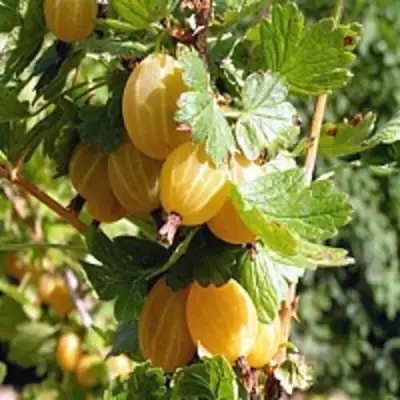 Крыжовник КУРШУ ДЗИНТАРС  в Светлогорске