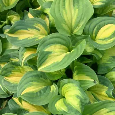 Хоста ЭМЕРАЛЬД ЧАРДЖЕР гибридная в Светлогорске