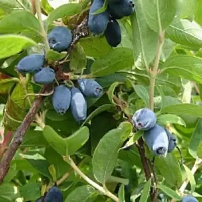 Жимолость съедобная НАРЫМСКАЯ в Светлогорске