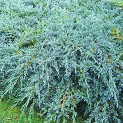 Можжевельник БЛЮ КАРПЕТ чешуйчатый в Светлогорске