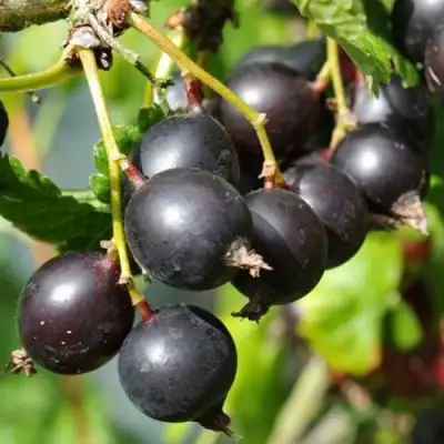 ЙОШТА в Светлогорске