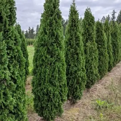 Туя ДЕГРУТ СПАЙР западная в Светлогорске