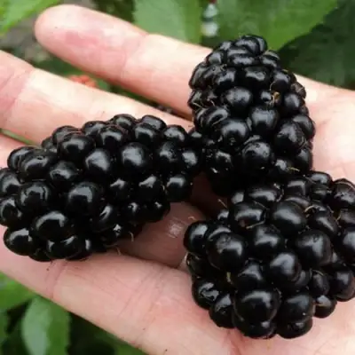 Ежевика ПОЛАР бесшипная  в Светлогорске