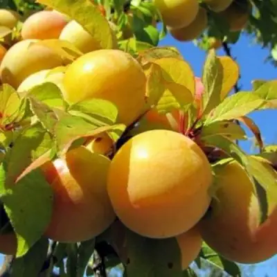 Слива МЕДОВАЯ ЖЁЛТАЯ в Светлогорске