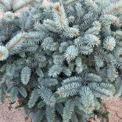 Ель ГЛАУКА колючая в Светлогорске