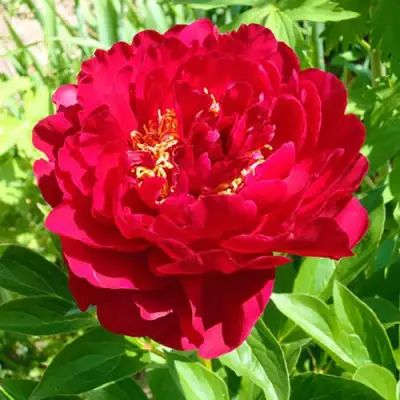 Пион ХРАБРЫЙ ВОИН травянистый в Светлогорске