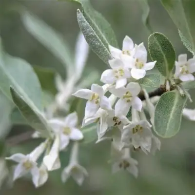 ЛОХ СЕРЕБРИСТЫЙ в Светлогорске