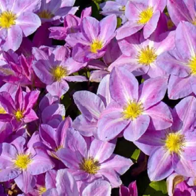 Клематис ЧЕЙНДЖ ОФ ХАРТ в Светлогорске