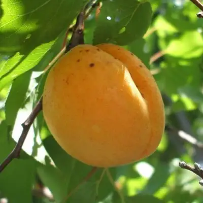 Абрикос ОРЛОВЧАНИН  в Светлогорске