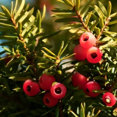 Тис ЭЛЕГАНТИССИМА ягодный в Светлогорске