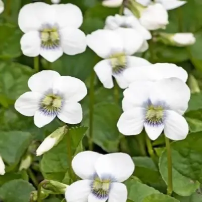 Фиалка АЛЬБИФЛОРА сестринская в Светлогорске