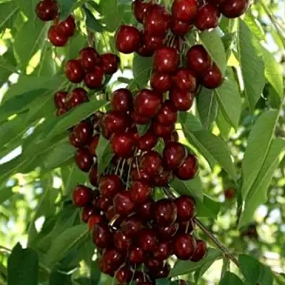 Черешня ХЕЛЕНА колоновидная в Светлогорске