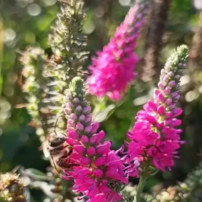 Вероника РОЗЕА колосковая в Светлогорске