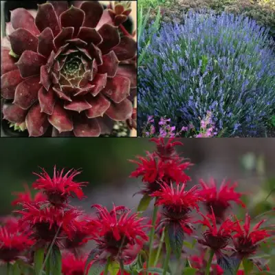 Комплект ФИОЛЕТОВОЕ ВДОХНОВЕНИЕ в Светлогорске