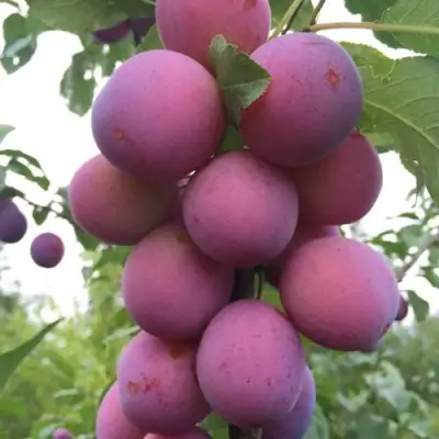 Слива ИМПЕРИАЛ колонновидная в Светлогорске