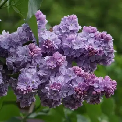 Сирень КАТЕРИНА ХАВЕМЕЙЕР в Светлогорске