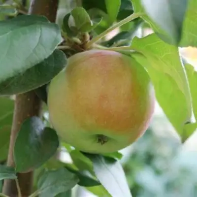 Яблоня ПОДСНЕЖНИК стелющаяся в Светлогорске