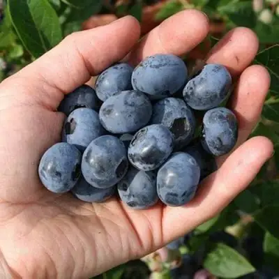 Голубика ПАТРИОТ в Светлогорске