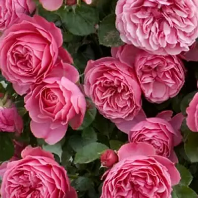 Роза ЛЕОНАРДО ДА ВИНЧИ флорибунда в Светлогорске