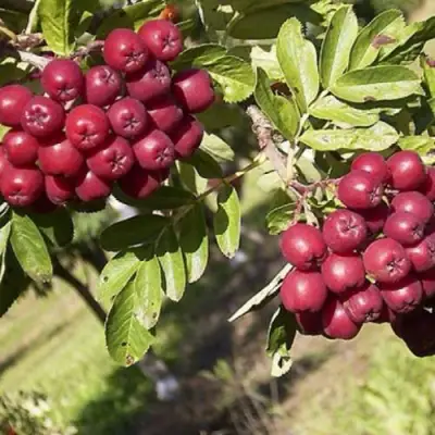 Рябина БУРКА сладкоплодная в Светлогорске