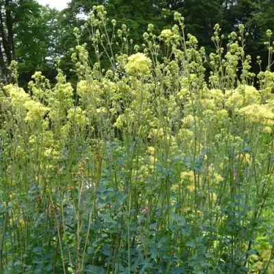 Василистник ГЛАУКУМ желтый в Светлогорске