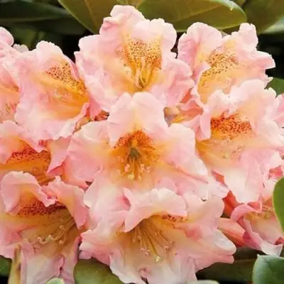 Рододендрон ФЛАУТАНДО в Светлогорске