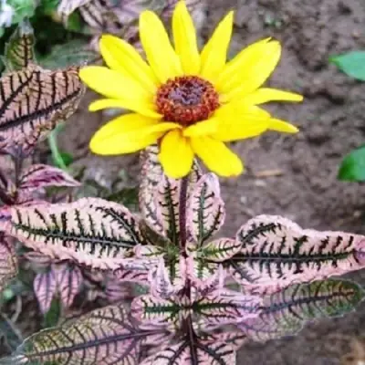 Гелиопсис САММЕР ПИНК в Светлогорске