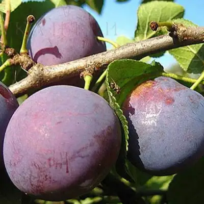 Слива СТАРТОВАЯ в Светлогорске