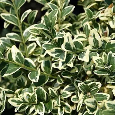 Бирючина ВАРИЕГАТУМ овальнолистная в Светлогорске