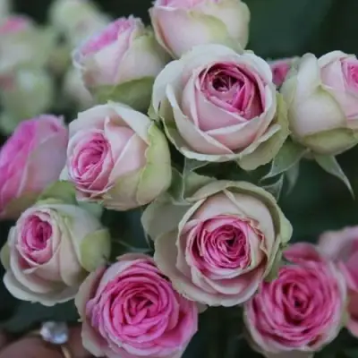 Роза МИМИ ЭДЕН спрей в Светлогорске