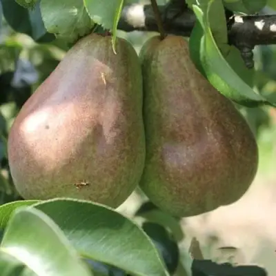 Груша БРЯНСКАЯ КРАСАВИЦА в Светлогорске