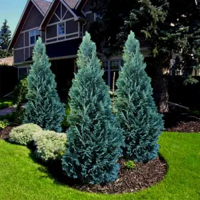 Кипарисовик ВАН ПЕЛЬТС БЛЮ лавсона в Светлогорске