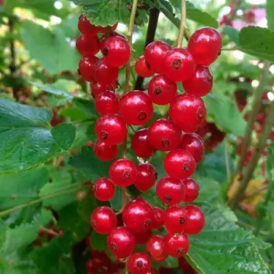 Смородина красная КОНСТАНТИНОВСКАЯ в Светлогорске